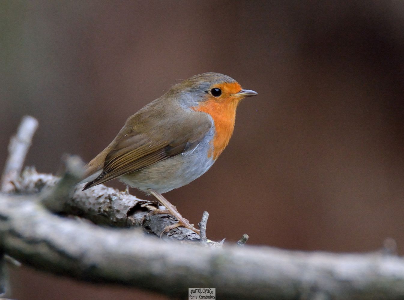 European Robin | Greek Nature Encyclopedia