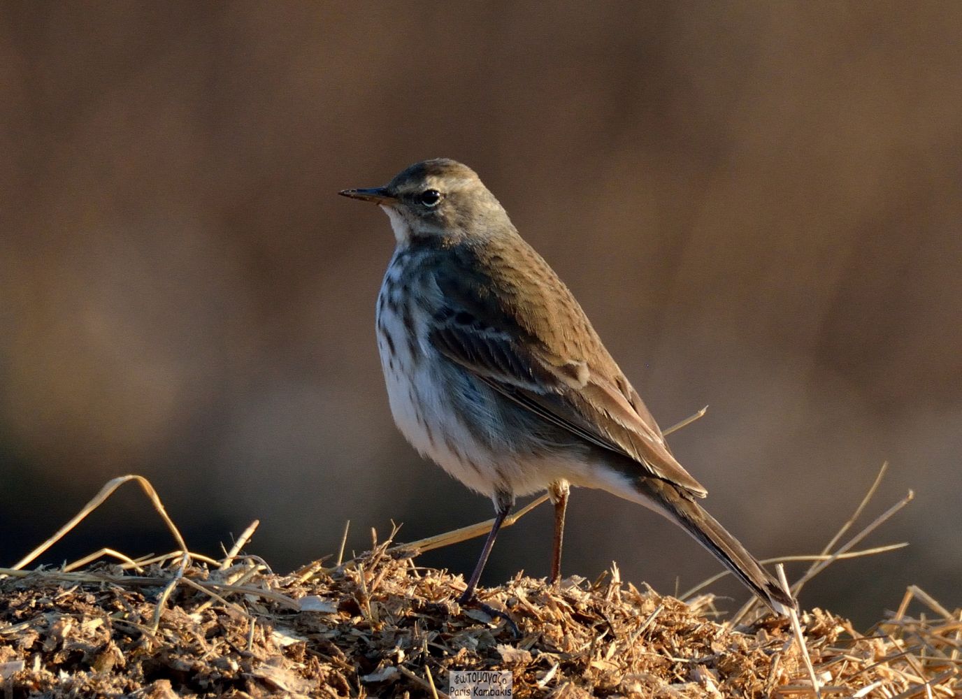 Water Pipit | Greek Nature Encyclopedia