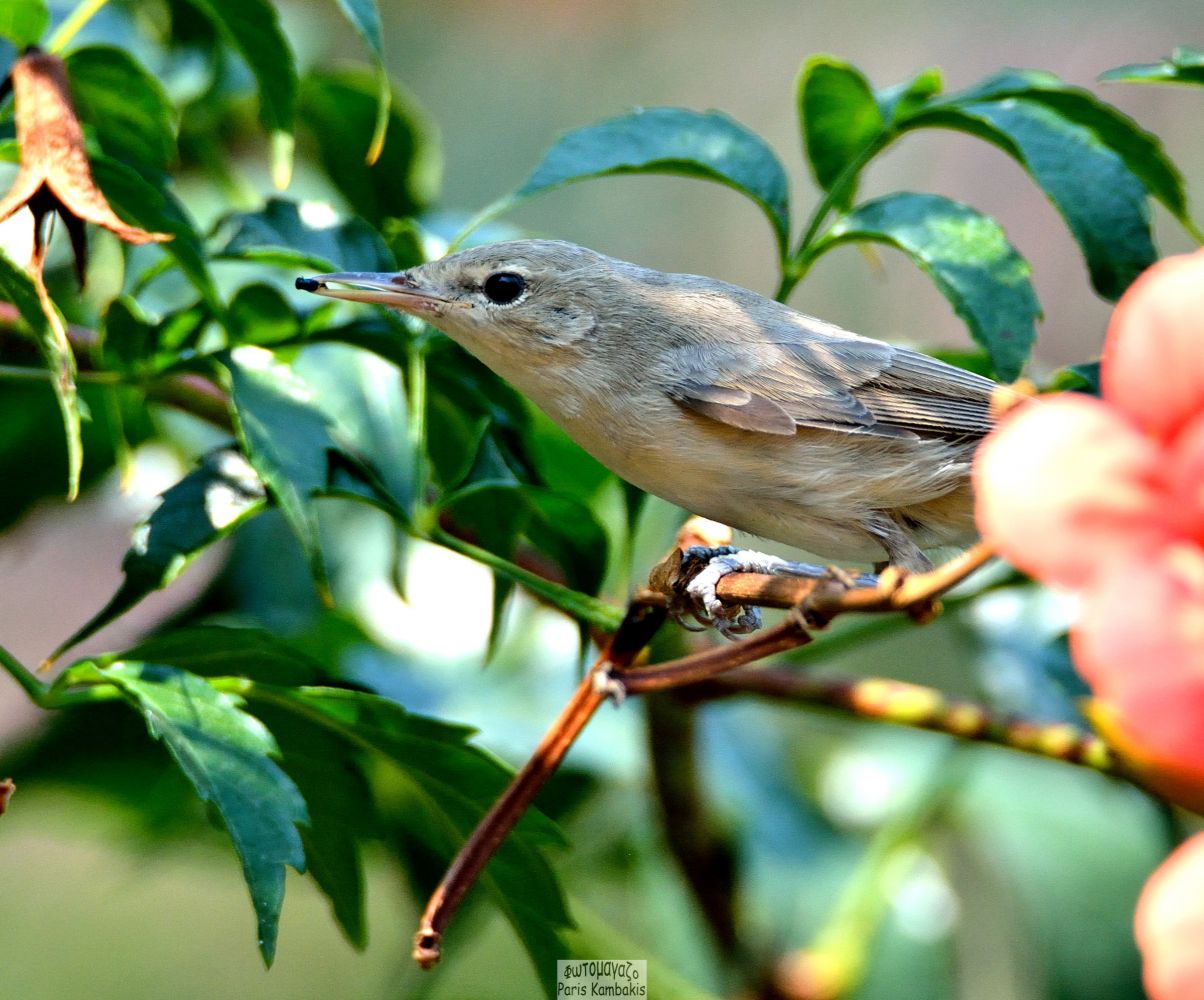 Бледная пересмешка (hippolais pallida)