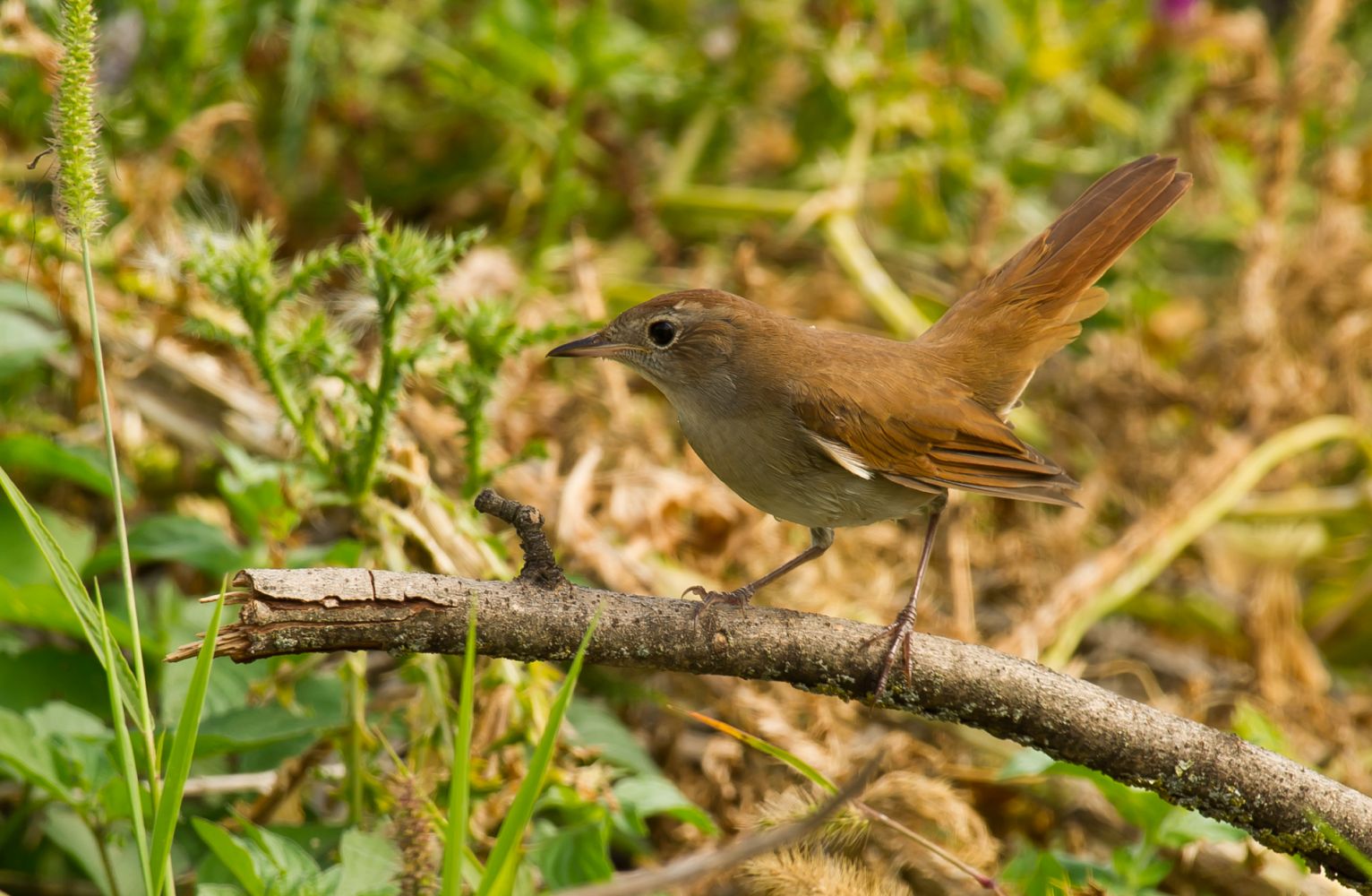 Common Nightingale | Greek Nature Encyclopedia