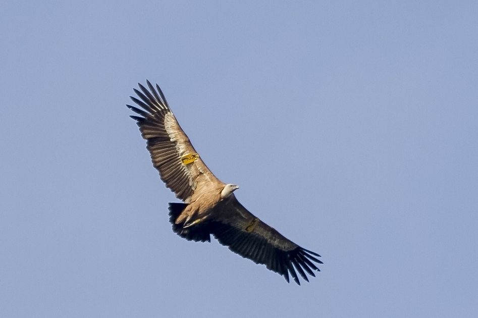 Griffon Vulture | Greek Nature Encyclopedia