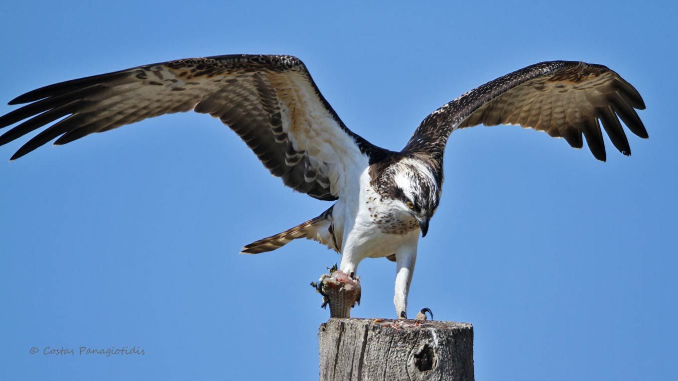 Osprey | Greek Nature Encyclopedia