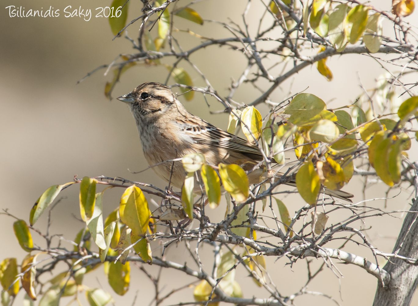 Rock Bunting | Greek Nature Encyclopedia