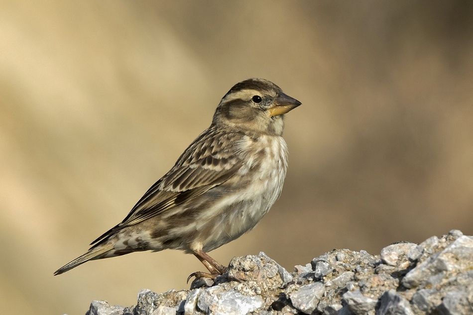 Воробей каменный желтогорлый - Petronia superciliaris