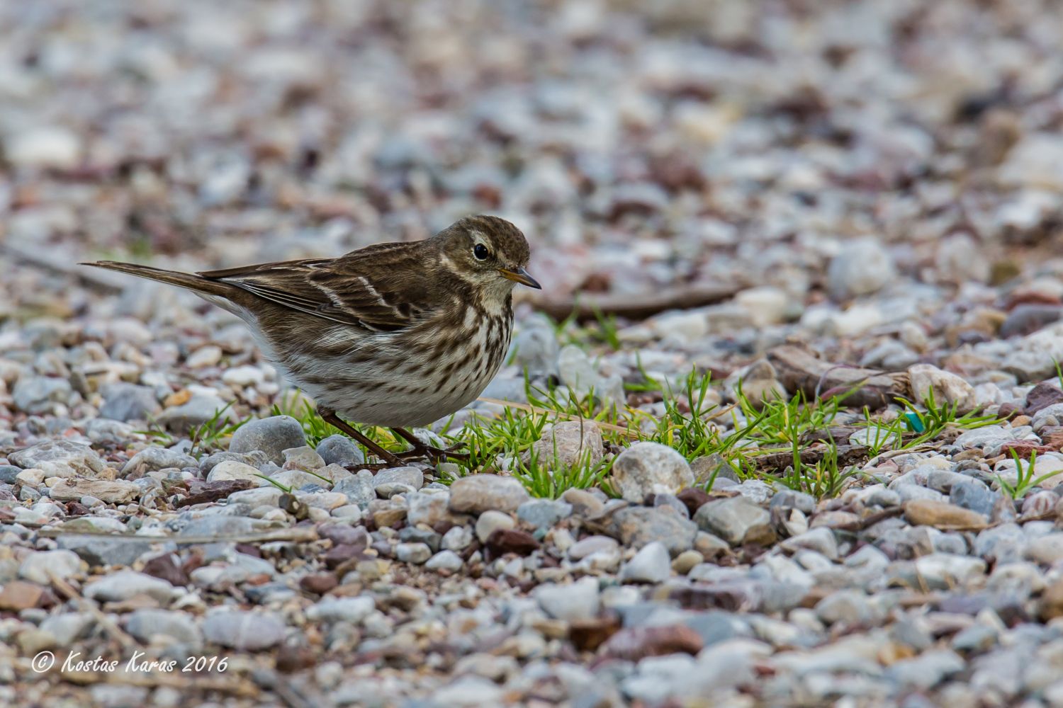 Water Pipit | Greek Nature Encyclopedia