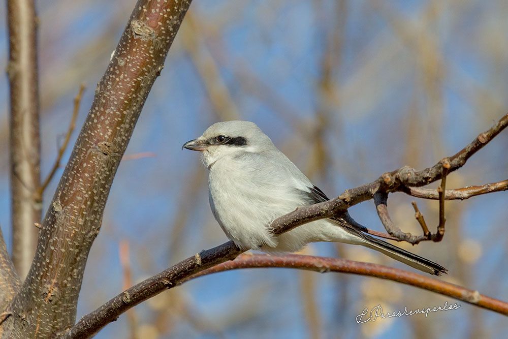 Great Grey Shrike Greek Nature Encyclopedia   Great Grey Shrike 