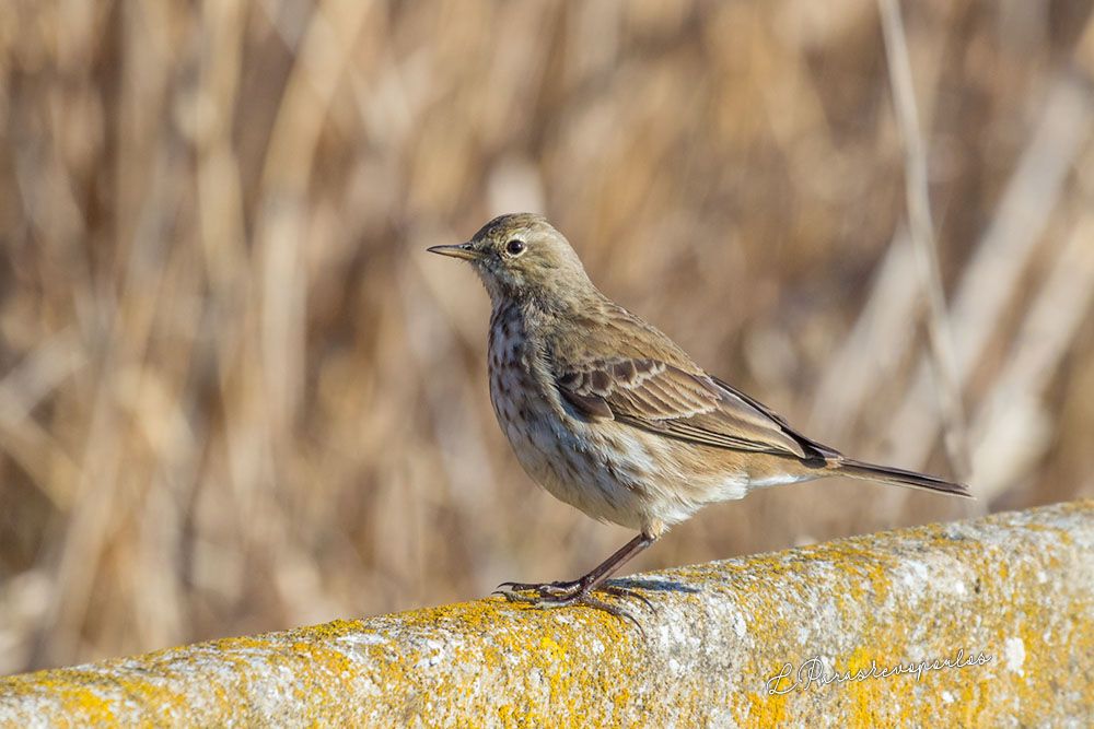 Water Pipit | Greek Nature Encyclopedia