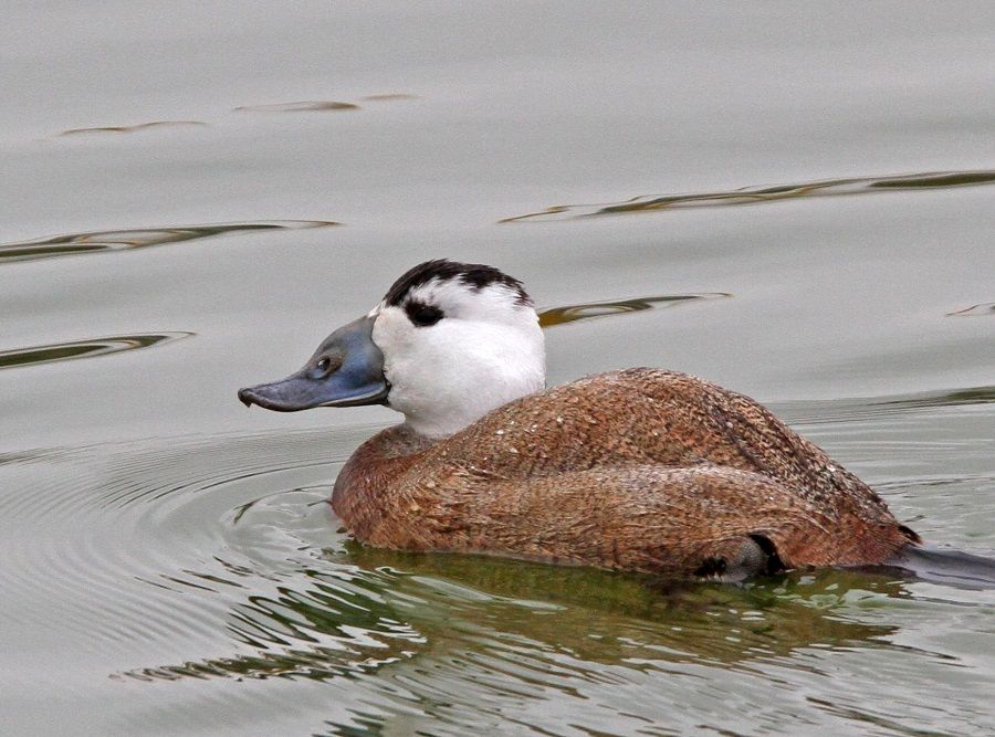 White headed Duck | Greek Nature Encyclopedia