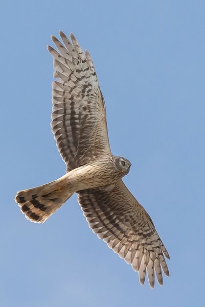 Hen Harrier | Greek Nature Encyclopedia