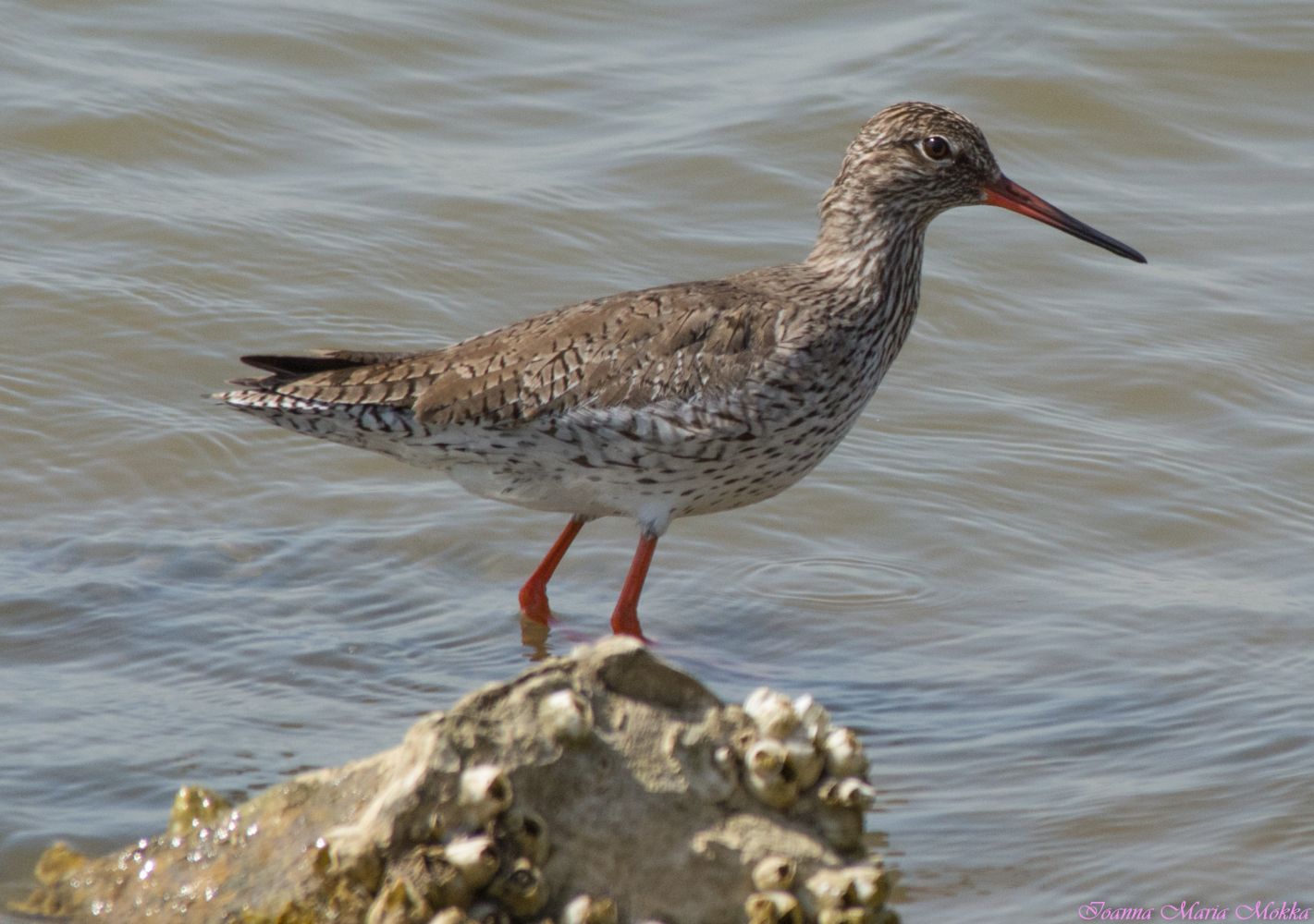 Common Redshank Greek Nature Encyclopedia