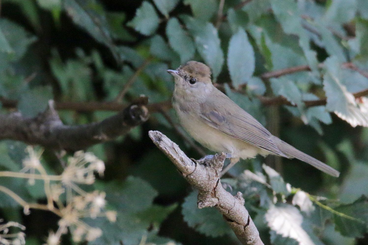 Eurasian Blackcap | Greek Nature Encyclopedia