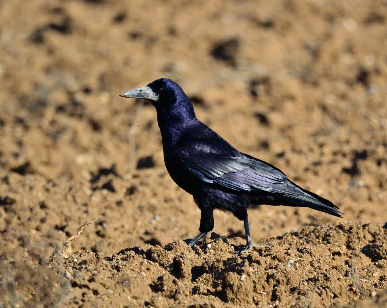 Rook | Greek Nature Encyclopedia