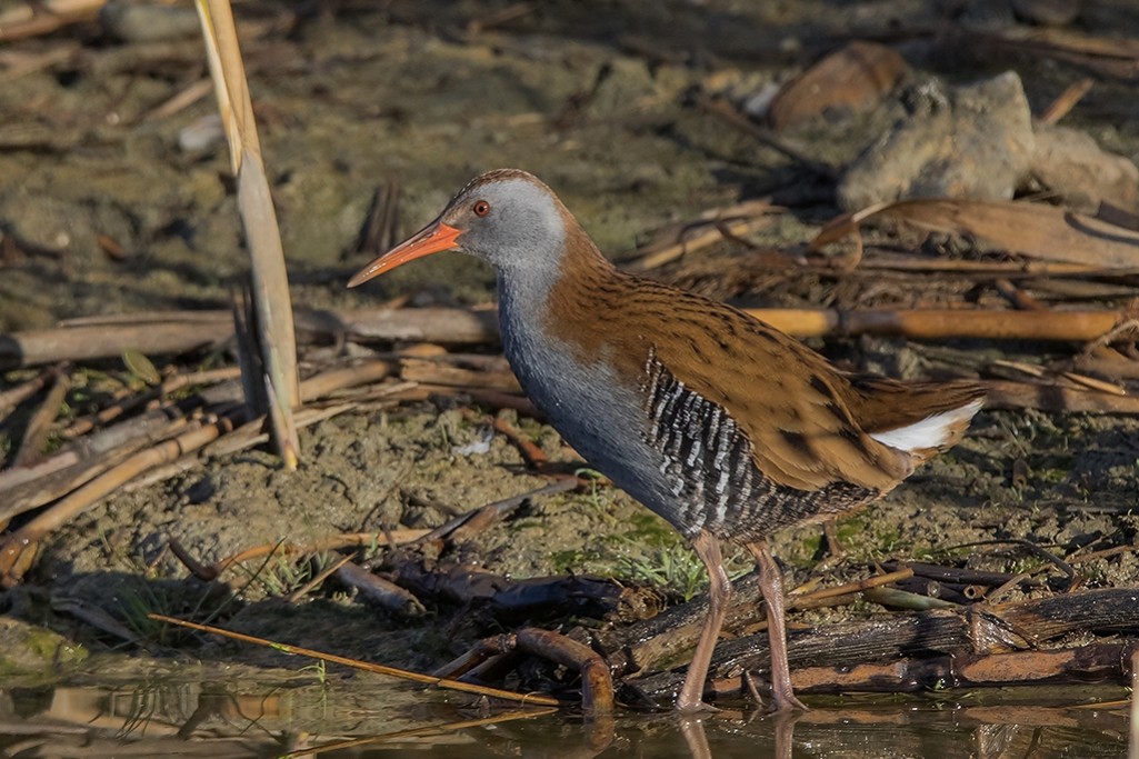 140. Водяной Пастушок (Rallus aquaticus)