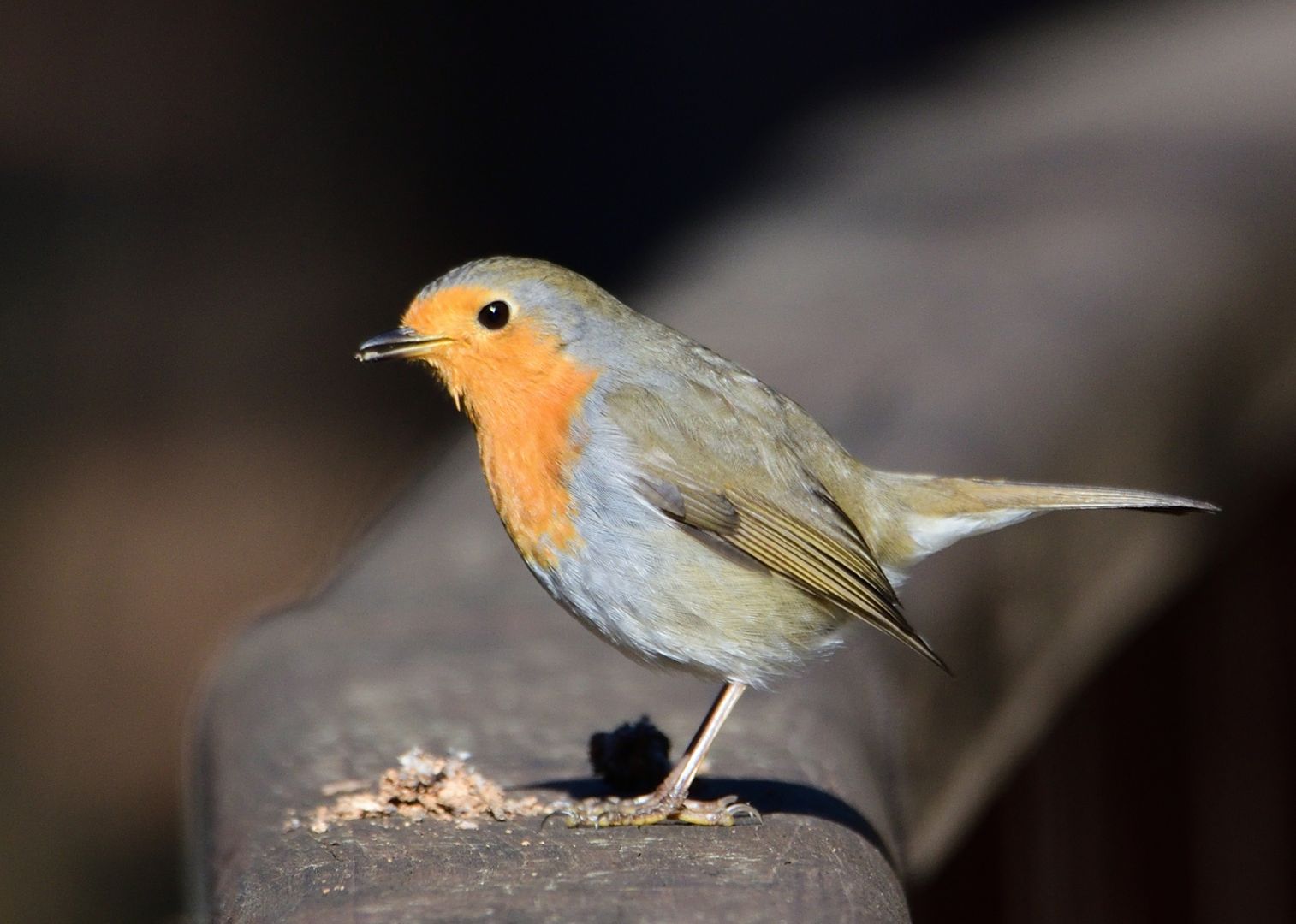 European Robin | Greek Nature Encyclopedia