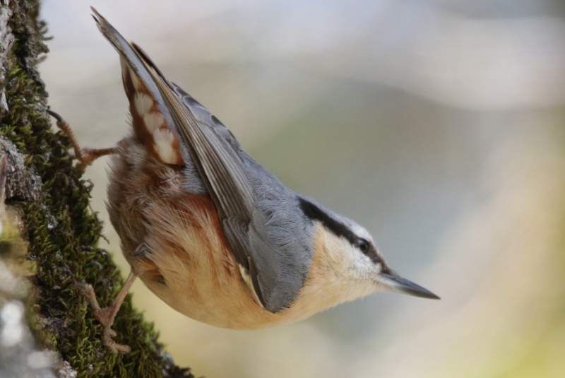 Eurasian Nuthatch | Greek Nature Encyclopedia