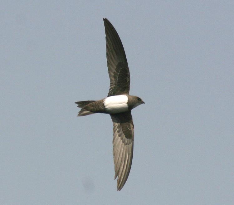 Alpine Swift | Greek Nature Encyclopedia