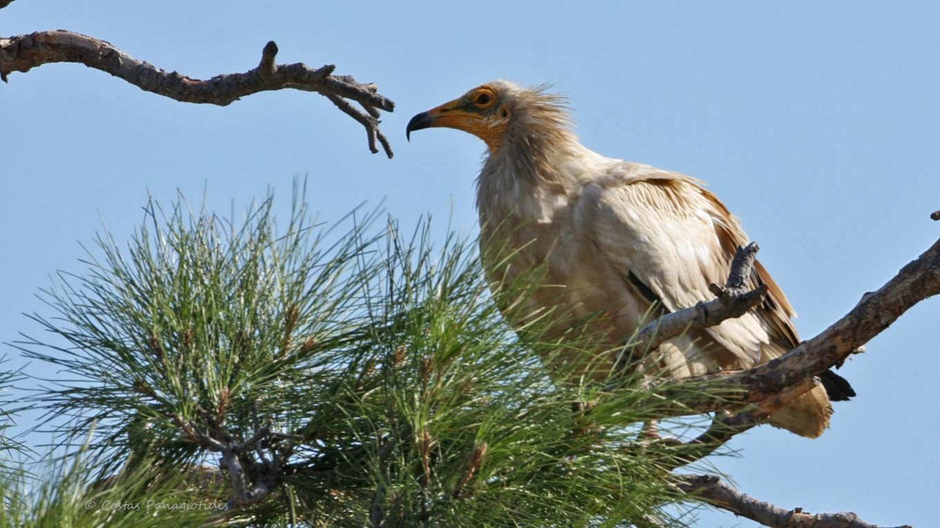 Egyptian Vulture | Greek Nature Encyclopedia