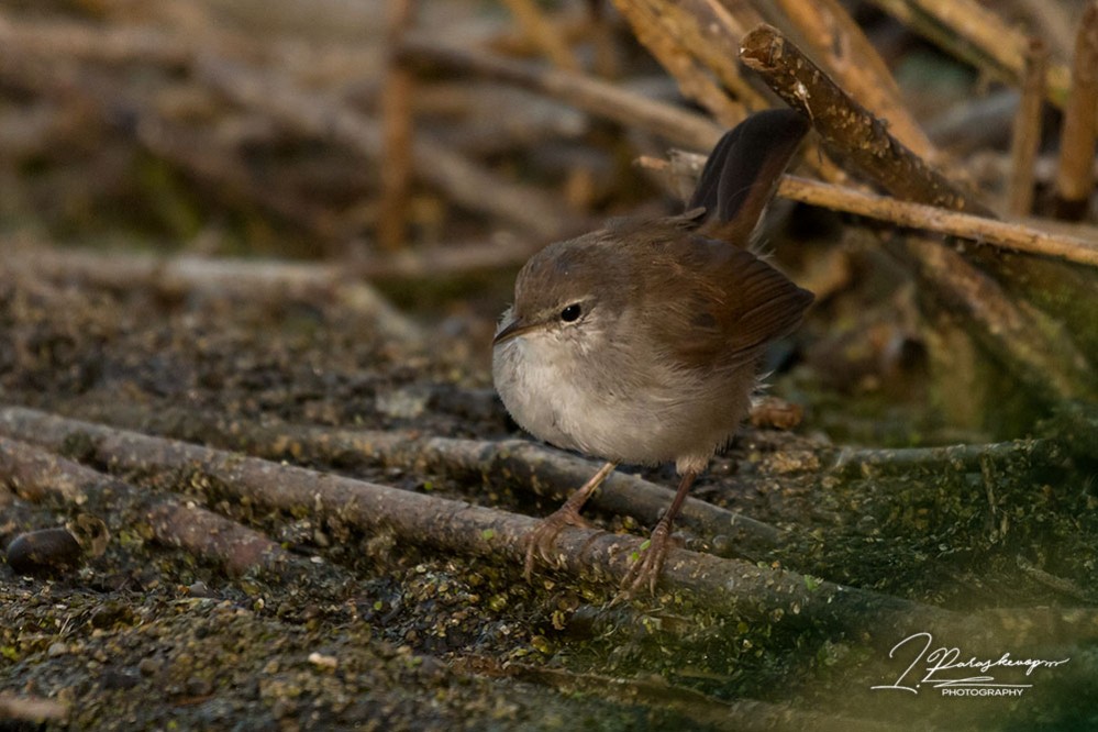 Cetti's Warbler | Greek Nature Encyclopedia