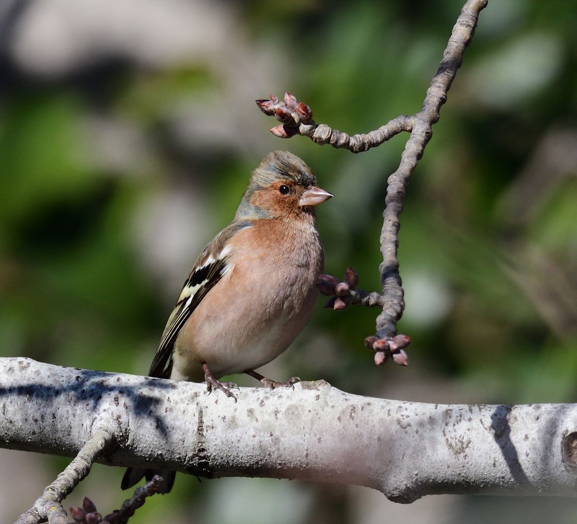 Common Chaffinch | Greek Nature Encyclopedia