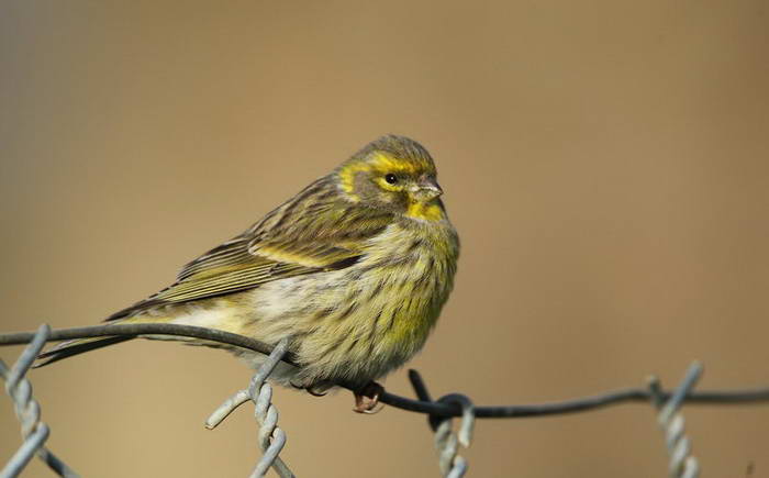 European Serin | Greek Nature Encyclopedia