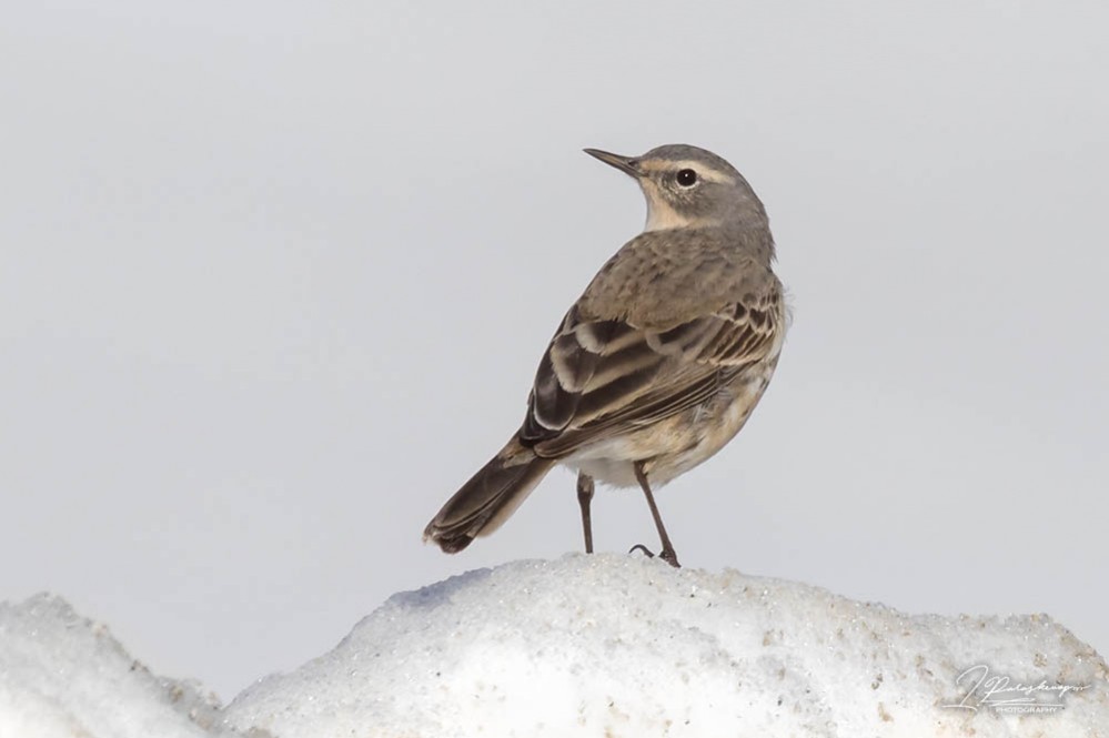 Water Pipit | Greek Nature Encyclopedia