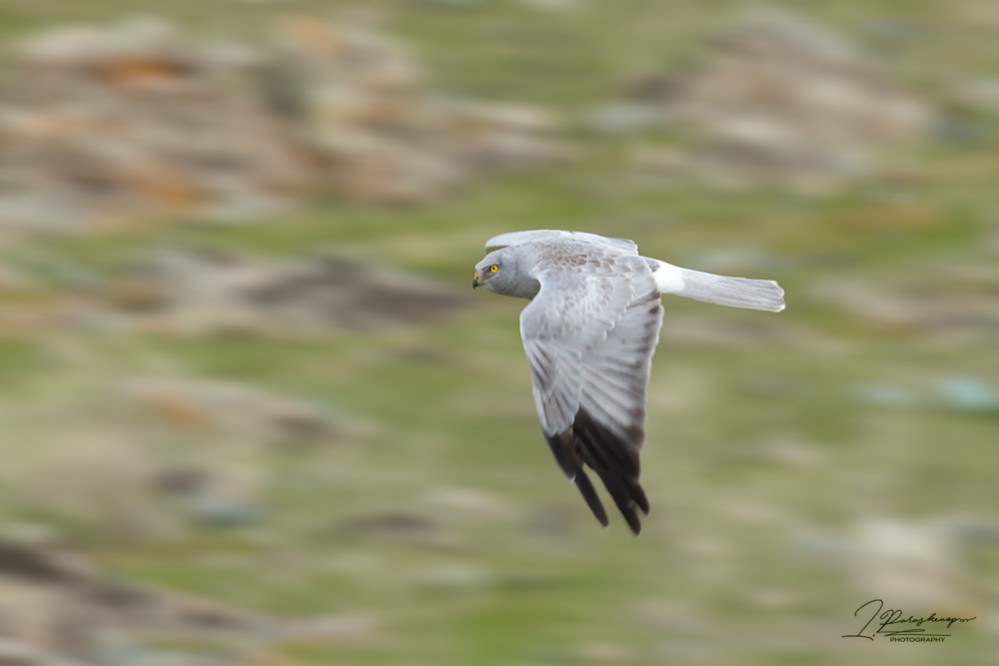 Circus cyaneus, Print, The hen harrier (Circus cyaneus) is a bird of prey.  The genus name Circus is derived from Ancient Greek kirkos, meaning  'circle', referring to a bird of prey named