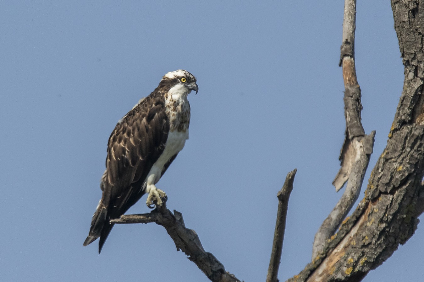 Osprey | Greek Nature Encyclopedia