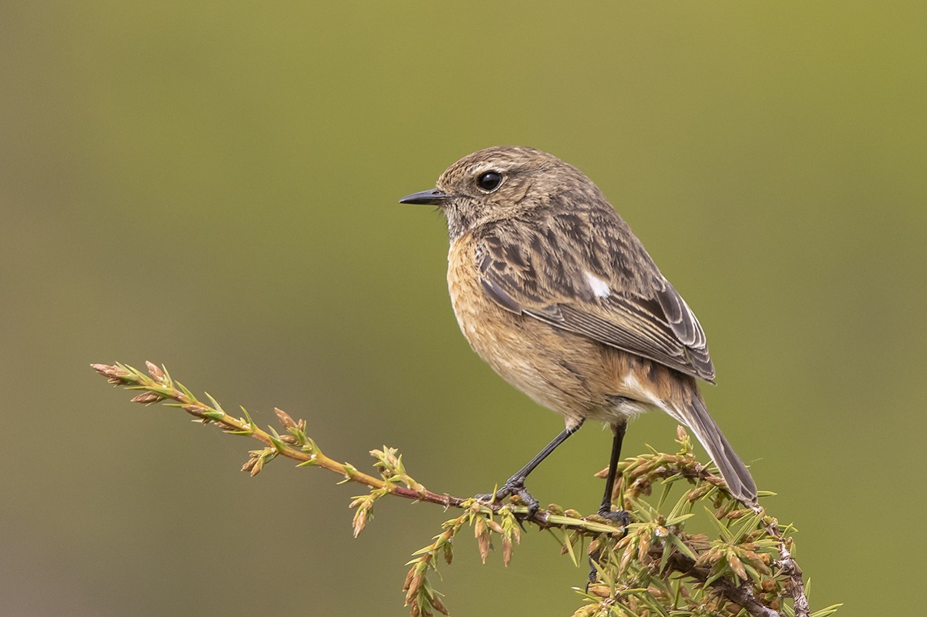 African Stonechat | Greek Nature Encyclopedia