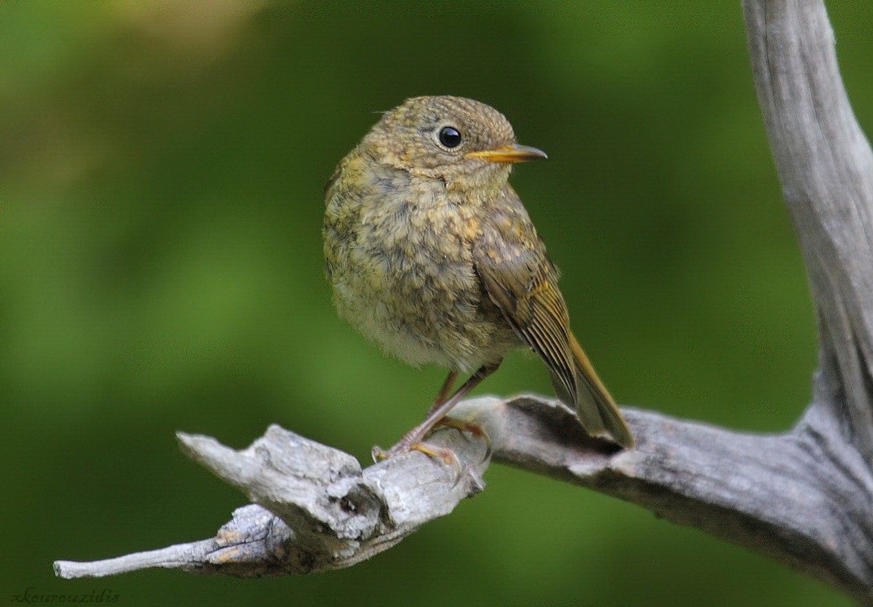 European Robin - Erithacus rubecula | Greek Nature Encyclopedia