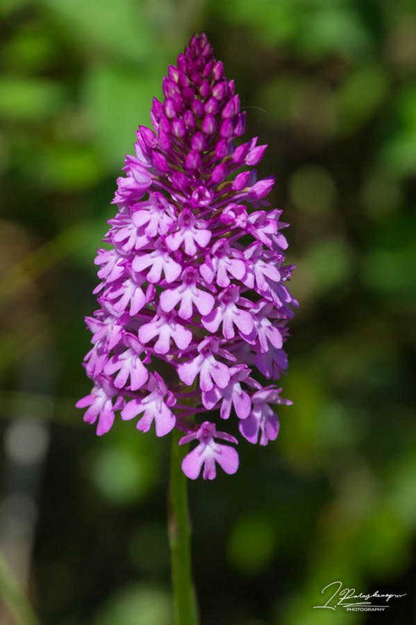 Anacamptis pyramidalis | Greek Nature Encyclopedia