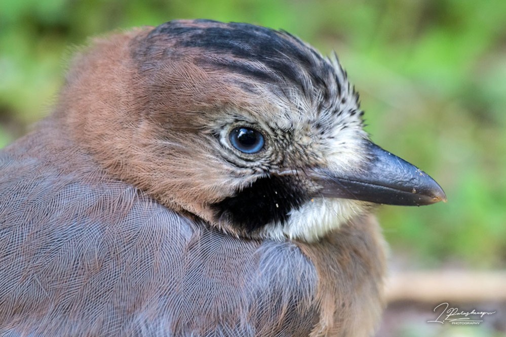 Eurasian Jay Greek Nature Encyclopedia eurasian-jay-greek-nature-encyclopedia