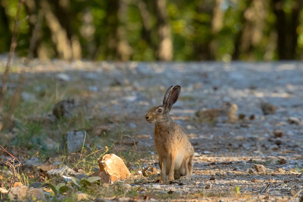 чем питается заяц осенью