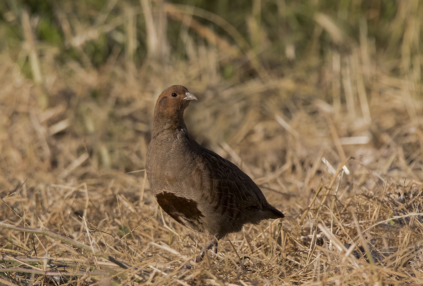 Серая куропатка — незаменимый помощник в сельском хозяйстве России