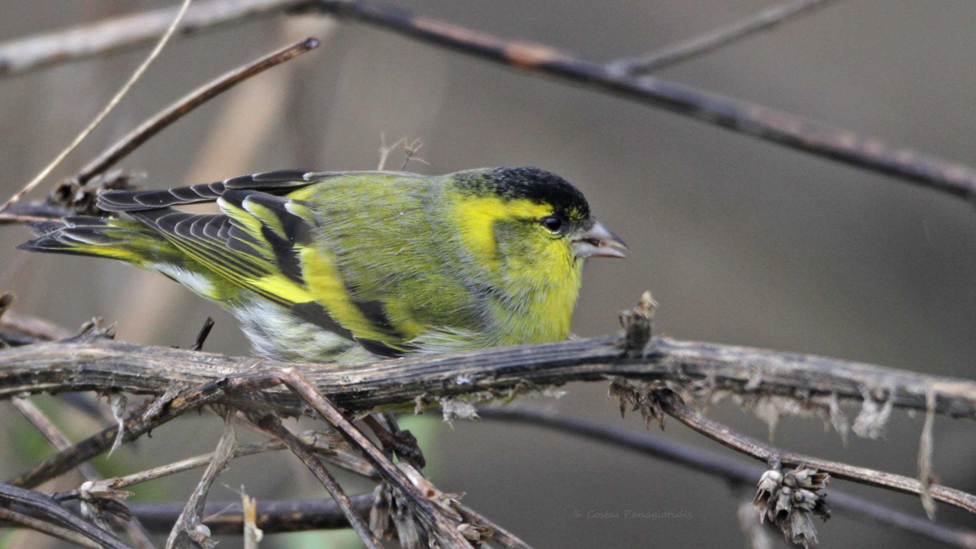 Spinus tristis птица.