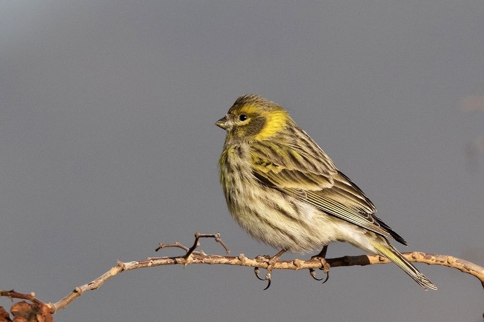 канарский канареечный вьюрок. жёлтогузый канареечный вьюрок. сальмонелла энтерика в вьюрок канареечный. желтобрюхий канареечный вьюрок. сальмонелла энтерика в вьюрок канареечный.