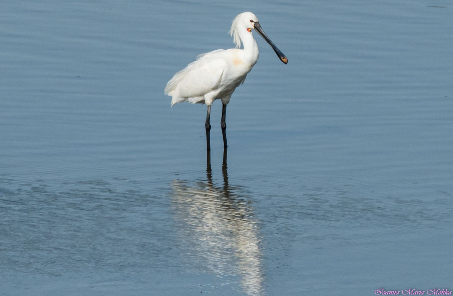 Колпица телефон. Колпица обыкновенная (Platalea leucorodia). Такси колпица. Колпица силует чернобелый. Колпица 4 буквы сканворд.