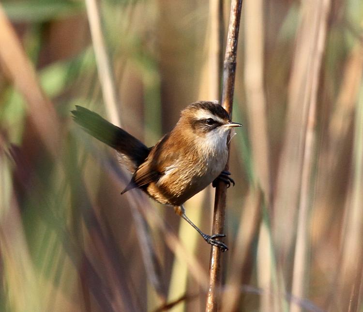 Moustached Warbler